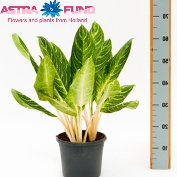 Aglaonema Key Lime fotó