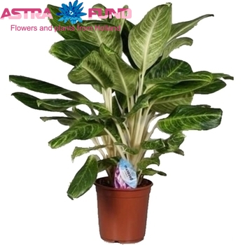 Aglaonema King Of siam fotó