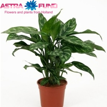 Aglaonema Maria fotó