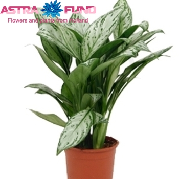 Aglaonema Maria Christina fotó