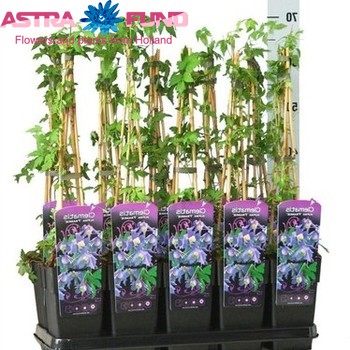 Clematis Alpina Frankie fotó