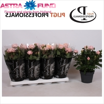 Rosa Amorosa Infinity Pink photo