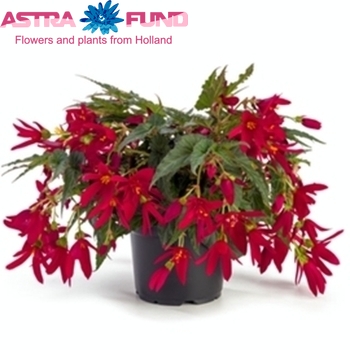Begonia Beauvillia Rood fotó