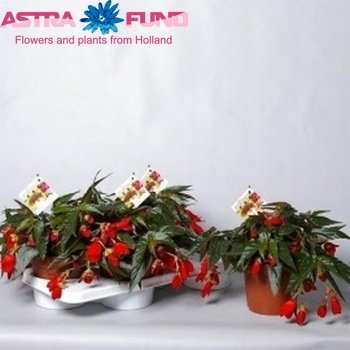 Begonia Encanto Falls Rood fotó