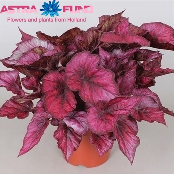 Begonia leaf Amazing Ica fotó