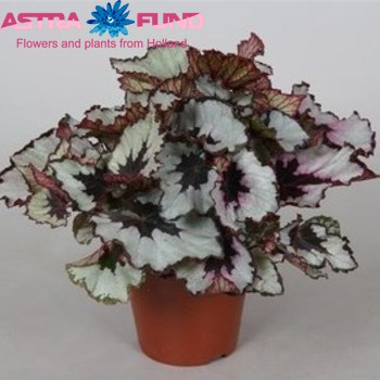Begonia leaf Amazing Titica fotó