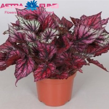 Begonia leaf Amazing Ushuaia fotó