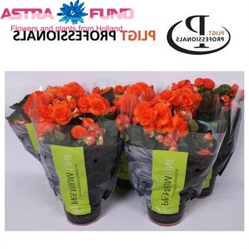 Begonia Premium Dardoran photo