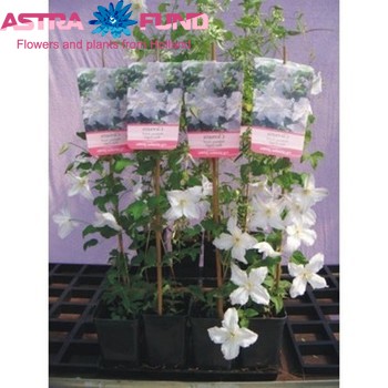 Clematis Blekitny Aniol fotó