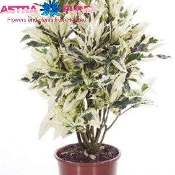 Codiaeum Tamara foto