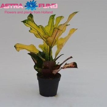 Codiaeum Wilma foto