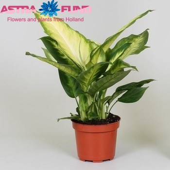 Dieffenb. Bertina fotó