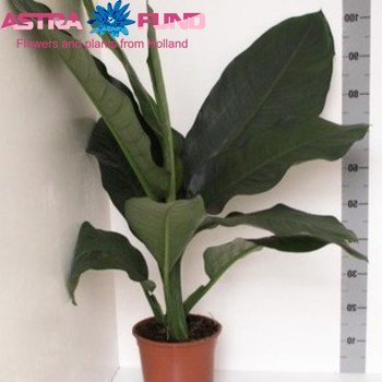 Dieffenb. Big Ben fotó