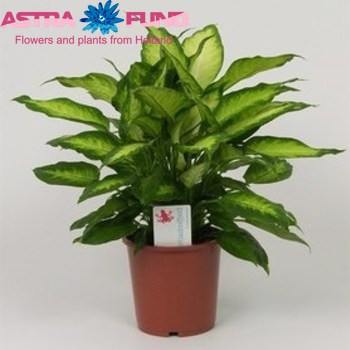 Dieffenb. Camilla fotó