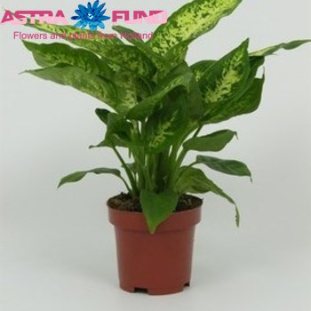 Dieffenb. Compacta fotó