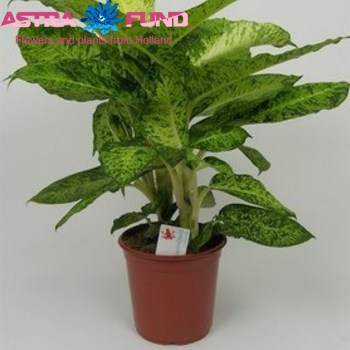 Dieffenb. Cool Tigris fotó