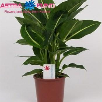 Dieffenb. Green Magic fotó