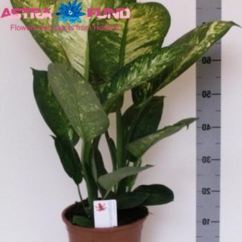 Dieffenb. Living Fantasy fotó