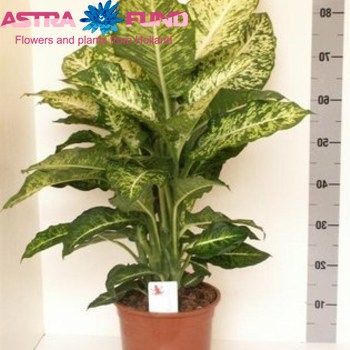 Dieffenb. Mars fotó