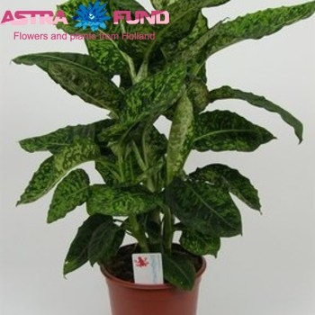 Dieffenb. Reflector fotó