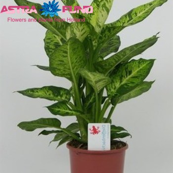 Dieffenb. Sublime fotó