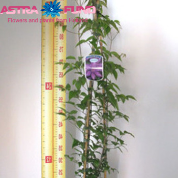 Clematis Dorothy Walton Clematis fotó