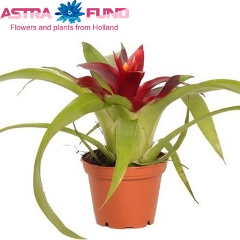 Guzmania Intro фото
