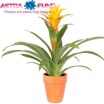 Guzmania Sunnytime фото
