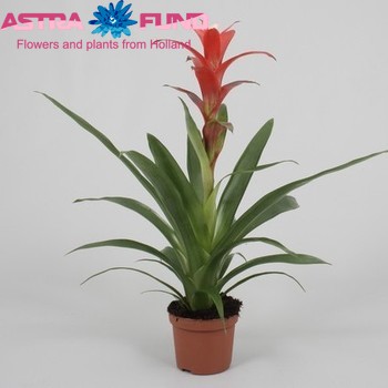 Guzmania Techno фото