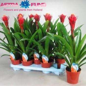 Guzmania Torch foto