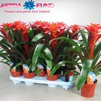 Guzmania Tutti Frutti foto