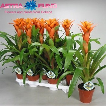 Guzmania Vista foto