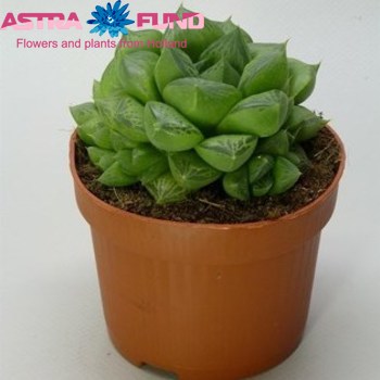 Haworthia Symbiformis photo