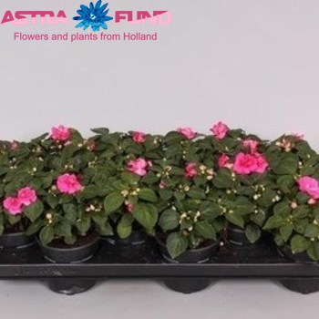 Impatiens Fiesta Ole Rose fotó