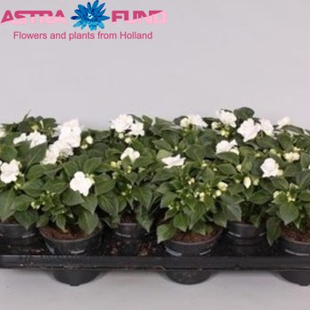 Impatiens Fiesta Ole White fotó