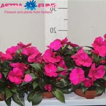 Impatiens Purple fotó