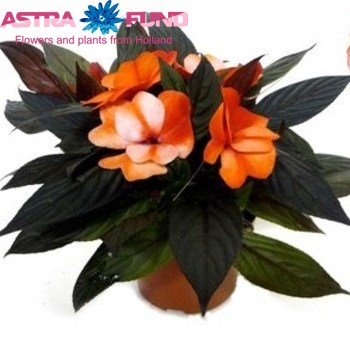 Impatiens Salm Star fotó