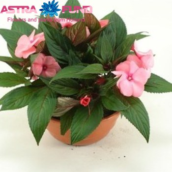 Impatiens Tamarinda Pink fotó