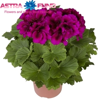 Pelargonium Burghi fotó