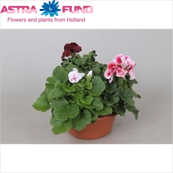 Pelargonium Carnaval 3PP fotó