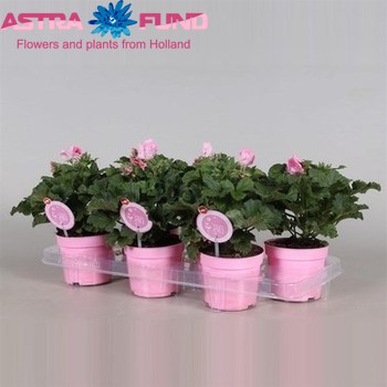 Pelargonium David fotó