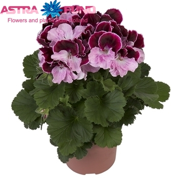 Pelargonium Majesty fotó