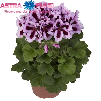 Pelargonium Patricia fotó