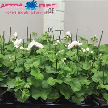 Pelargonium Pelt. Double White fotó