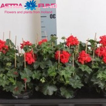 Pelargonium Pelt. Dubbel Red fotó
