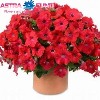 Petunia Casc.Red fotografija