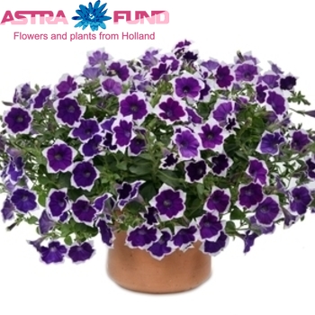 Petunia Casc.Rim Magenta fotografija