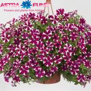 Petunia Casc.Striped Pink fotografija