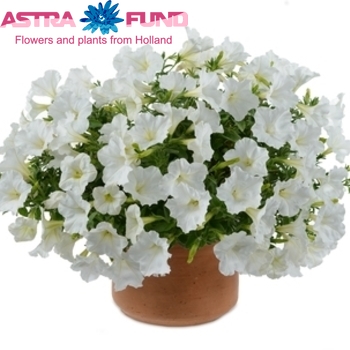 Petunia Casc.White fotografija