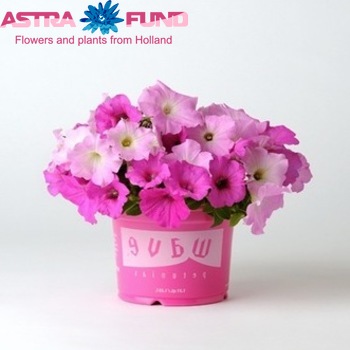 Petunia Pink fotografija